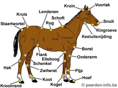Het lichaam van een paard