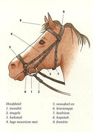 Hoofdstel
